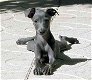 Excellent gift for 3 month old Greyhound Highland puppies, - 0 - Thumbnail