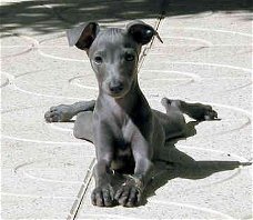 Excellent gift for 3 month old Greyhound Highland puppies,