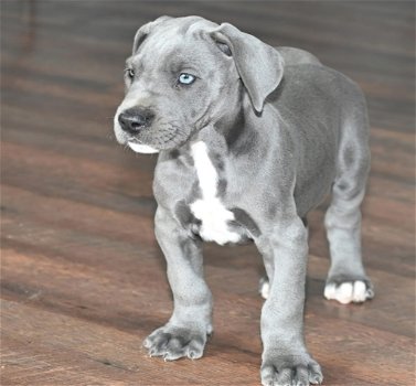 Excellent gift for 3 month old Great dane Highland puppies, - 0