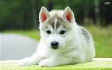 Excellent gift for 3 month old Husky Highland puppies,