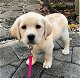 Excellent gift for 3 month old Labrador Highland puppies, - 0 - Thumbnail