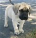 Excellent gift for 3 month old Mastiffs Highland puppies, - 0 - Thumbnail