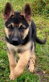 Excellent gift for 3 month old German shepherd Highland puppies - 0
