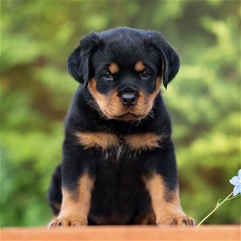Excellent gift for 3 month old Rottweller Highland puppies, - 0