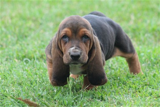 Excellent gift for 3 month old Hound Highland puppies, - 0