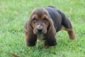 Excellent gift for 3 month old Hound Highland puppies, - 0 - Thumbnail
