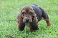Excellent gift for 3 month old Hound Highland puppies,