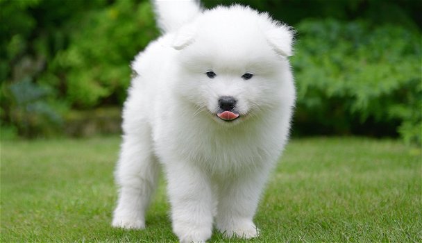 Excellent gift for 3 month old Samoyed Highland puppies, - 0