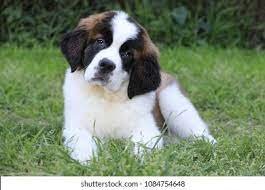 Excellent gift for 3 month old Saint bernard puppies, - 0