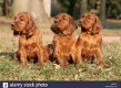 Excellent gift for 3 month old Setter puppies, - 0 - Thumbnail