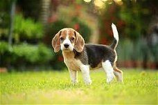 Excellent gift for 3 month old Beagle puppies,