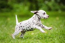 Excellent gift for 3 month old Dalmatian puppies,