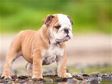 Excellent gift for 3 month old eEnglish Bulldog puppies,