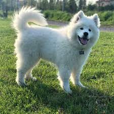 Excellent gift for 3 month old Samoyed puppies,