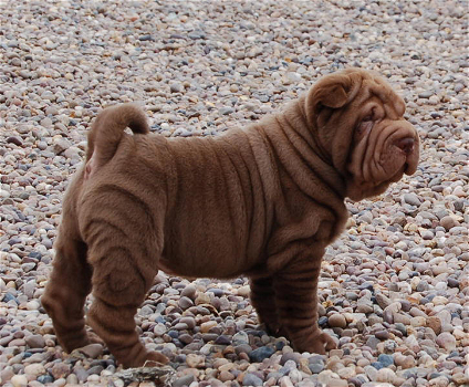 Excellent gift for 3 month old Shar pei puppies, - 0