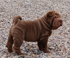 Excellent gift for 3 month old Shar pei puppies,