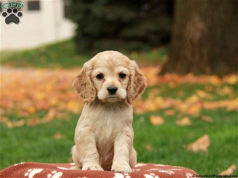 Excellent gift for 3 month old Cocker puppies, - 0