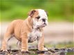 Excellent gift for 3 month old English Bulldog puppies, - 0 - Thumbnail