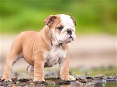 Excellent gift for 3 month old English Bulldog puppies,