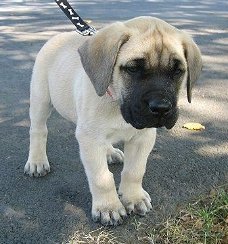 Excellent gift for 3 month old Mastiff puppies,