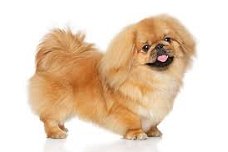 Excellent gift for 3 month old Pekingese puppies,