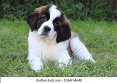 Excellent gift for 3 month old Saint bernard puppies,