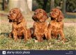 Excellent gift for 3 month old Setter puppies, - 0 - Thumbnail