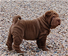 Excellent gift for 3 month old Shar pei puppies, - 0 - Thumbnail