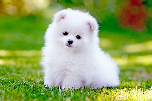 Excellent gift for 3 month old Pomeranian puppies, - 0