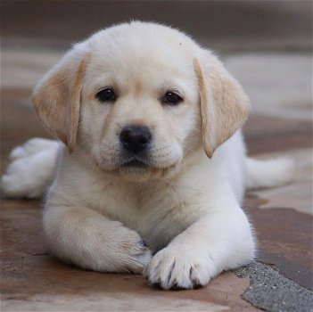 Excellent gift for 3 month old Labrador puppies, - 0
