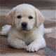 Excellent gift for 3 month old Labrador puppies, - 0 - Thumbnail