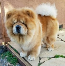 Excellent gift for 3 month old Chow chow puppies,