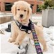 Mooie Golden Retriever-puppy's te koop WhatsApp +31685615876 - 0 - Thumbnail