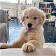Mooie Golden Retriever-puppy's te koop WhatsApp +31685615876 - 2 - Thumbnail