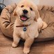 Mooie Golden Retriever-puppy's te koop WhatsApp +31685615876 - 3 - Thumbnail