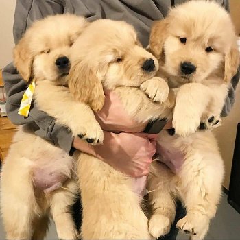 Mooie Golden Retriever-puppy's te koop WhatsApp +31685615876 - 4