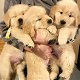 Mooie Golden Retriever-puppy's te koop WhatsApp +31685615876 - 4 - Thumbnail