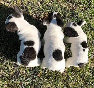 Mooie Franse bulldog-puppy's te koop WhatsApp +31685615876 - 0