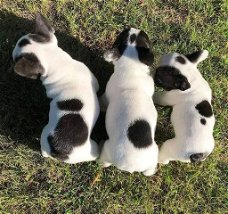 Mooie Franse bulldog-puppy's te koop WhatsApp +31685615876