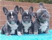 Mooie Franse bulldog-puppy's te koop WhatsApp +31685615876 - 2 - Thumbnail