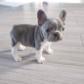 Mooie Franse bulldog-puppy's te koop WhatsApp +31685615876 - 3