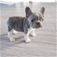 Mooie Franse bulldog-puppy's te koop WhatsApp +31685615876 - 3 - Thumbnail