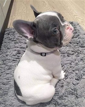 Mooie Franse bulldog-puppy's te koop WhatsApp +31685615876 - 5