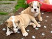 Mooie Engelse bulldog-puppy's te koop WhatsApp +31685615876 - 0 - Thumbnail