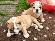 Mooie Engelse bulldog-puppy's te koop WhatsApp +31685615876