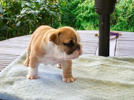 Mooie Engelse bulldog-puppy's te koop WhatsApp +31685615876 - 1