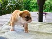 Mooie Engelse bulldog-puppy's te koop WhatsApp +31685615876 - 1 - Thumbnail