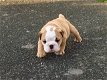 Mooie Engelse bulldog-puppy's te koop WhatsApp +31685615876 - 2 - Thumbnail