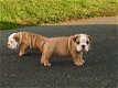 Mooie Engelse bulldog-puppy's te koop WhatsApp +31685615876 - 3 - Thumbnail