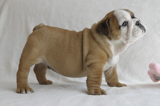 Mooie Engelse bulldog-puppy's te koop WhatsApp +31685615876 - 4